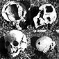 Wikszo wydobytych w Woli Ostrowieckiej czaszek bya rozstrzaskana uderzeniami maczug, obuchw siekier i motw.