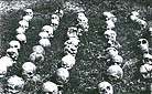 Wola Ostrowiecka, 1992 r. Uoone czaszki z ekshumacji szcztkw ofiar ludobjstwa ukraiskiego z 30 sierpnia 1943 r.